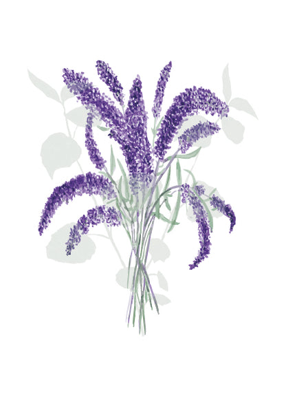 Buddleia- Watercolour Art Print