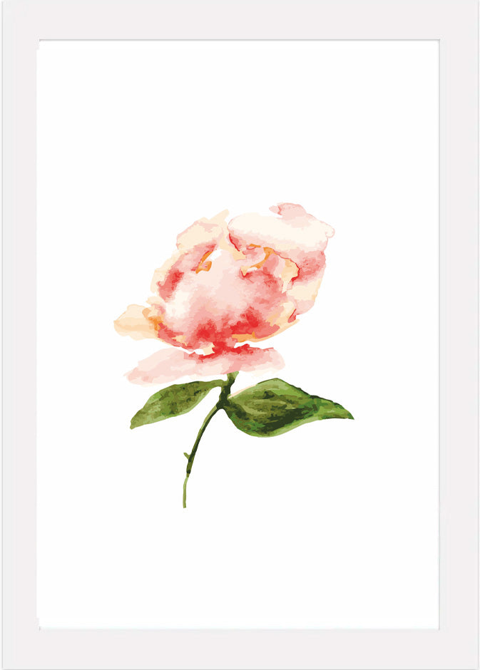 Delicate Peach Peony - Watercolour Art Print