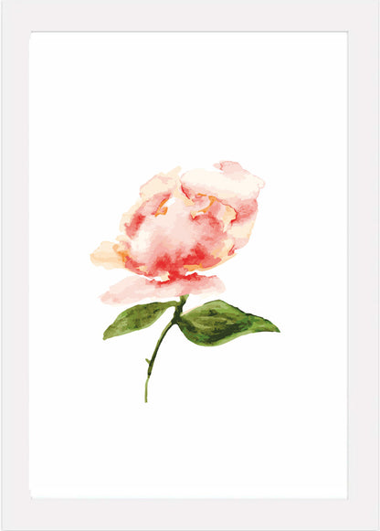 Delicate Peach Peony - Watercolour Art Print
