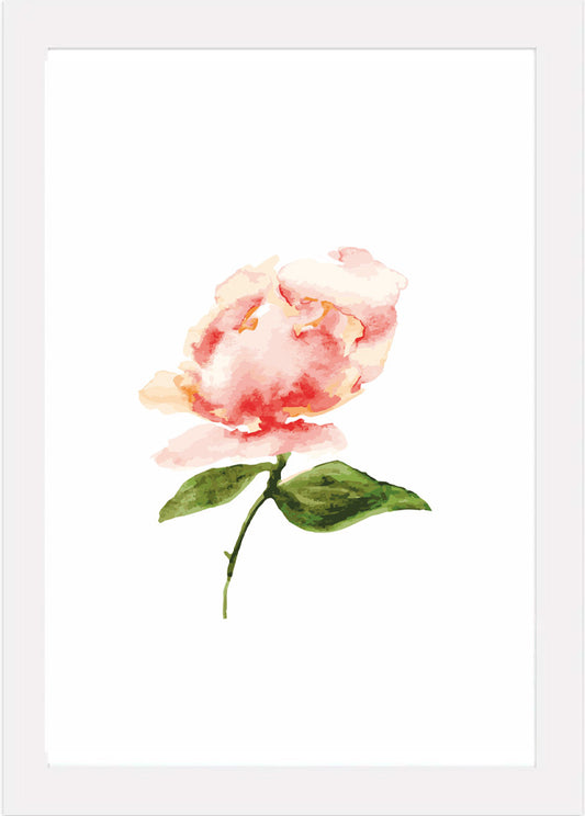 Delicate Peach Peony - Watercolour Art Print